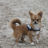 Foto van Angelique; Bruno, Charlie & Fenna