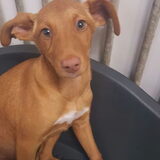 dit wordt onze nieuwe aanwinst,ze zeiden kruising whippet maar na…