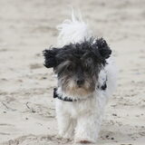 Foto van Lisa; Bobbie, Bentley & Lilly