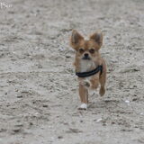 Foto van Lisa; Bobbie, Bentley & Lilly