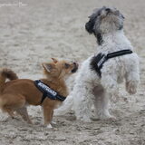 Foto van Lisa; Bobbie, Bentley & Lilly