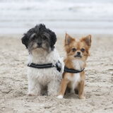 Foto van Lisa; Bobbie, Bentley & Lilly