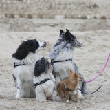 Foto van Lisa; Bobbie, Bentley & Lilly