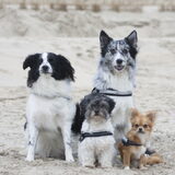 Foto van Lisa; Bobbie, Bentley & Lilly