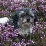 Foto van Lisa; Bobbie, Bentley & Lilly