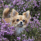 Foto van Lisa; Bobbie, Bentley & Lilly
