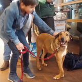Hier is Kira net aangekomen uit Spanje (malaga) om haar gouden mand te…