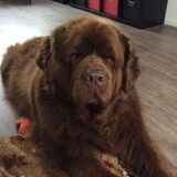 Foto van Willemijn - baasje van Vika .           Bams  en Ogin   ¥ .