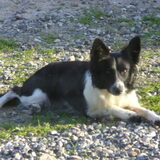 Foto van Rashondenkennel Elmo