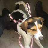 Foto van Liesbeth... Jack - Max † - Blixem