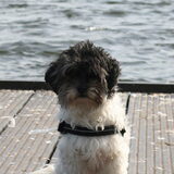 Foto van Lisa; Bobbie, Bentley & Lilly