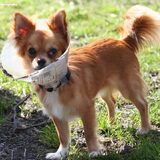 Foto van Lisa; Bobbie, Bentley & Lilly