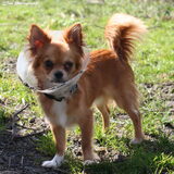 Foto van Lisa; Bobbie, Bentley & Lilly