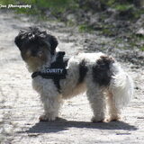 Foto van Lisa; Bobbie, Bentley & Lilly