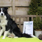 Jonge honden cursus gehaald!