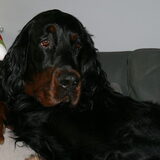 Gordon Setter Egor