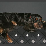 Engelse Cocker Spaniel B&T Bazil