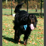 Gordon Setter Egor