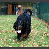 Gordon Setter Egor