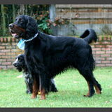 Gordon Setter Egor