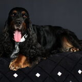 Engelse Cocker Spaniel Bazil