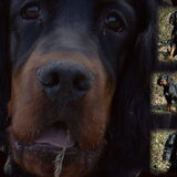 Egor gordon Setter als pup