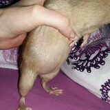 Foto van Team Podenco ( Luuk)