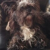 Queen Scrappy
