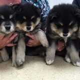 Puppies Arvo x Tikka Kennel Karpalosadun S-nest
