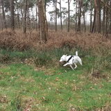 Foto van Team Podenco ( Luuk)