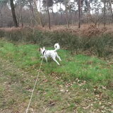 Foto van Team Podenco ( Luuk)