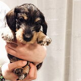 Arthur is hier 5 weken en woont nog lekker bij zijn mama en zijn 4…