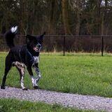 Foto van Marloes, vrouwtje van Nyx, Skye & Amaya