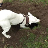 Foto van Team Podenco ( Luuk)
