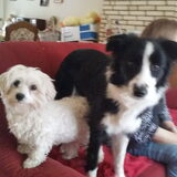 Foto van Lucia, Lizzy & Ziva