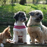 Foto van Lisa; Bobbie, Bentley & Lilly