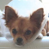 Foto van Lisa; Bobbie, Bentley & Lilly