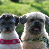 Foto van Lisa; Bobbie, Bentley & Lilly