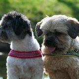 Foto van Lisa; Bobbie, Bentley & Lilly