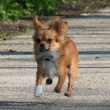 Foto van Lisa; Bobbie, Bentley & Lilly