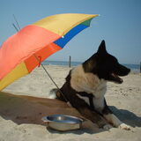 Indy was een ster in aanpassen, de baas dacht graag met hem mee.. (2003)