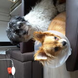 Foto van Lisa; Bobbie, Bentley & Lilly