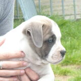 Ike als pup van 4 weken