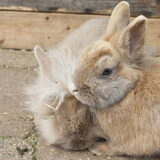Flappie & Winnie