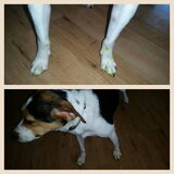 Foto van Liesbeth... Jack - Max † - Blixem