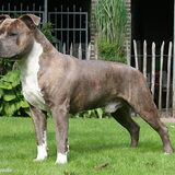Stocky Rascals Galbatorix. HD-A2 / ED-0 / Ataxia free / Studdog