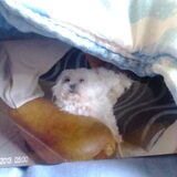 Myn lieve queenie