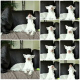 Foto van Team Podenco ( Luuk)
