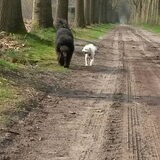 Foto van sylvia