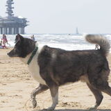 Foto van Vincent